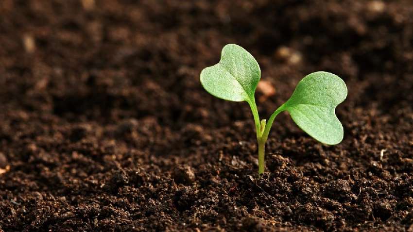 День Арины Капустницы: что можно и нельзя делать 18 мая День Арины Капустницы: что можно и нельзя делать 18 мая