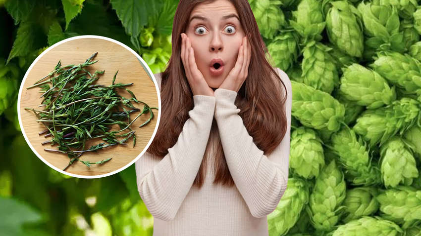 Это растение одно из самых дорогих в мире: в Украине это сорняк