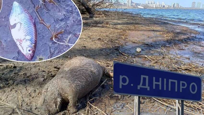 Загибель риби та нутрій у Дніпрі: Екологи міста та області назвали можливі причини