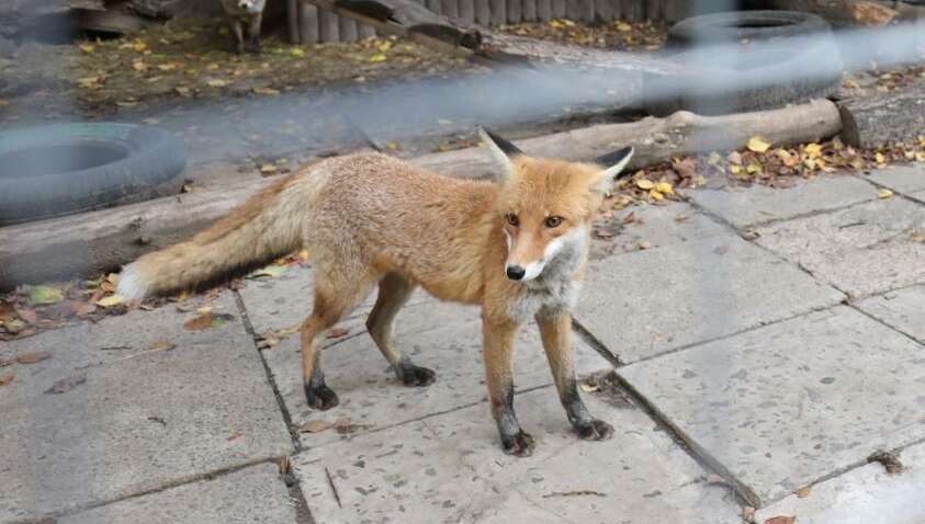 У Львові побільшало диких тварин: що каже влада У Львові побільшало диких тварин: що каже влада