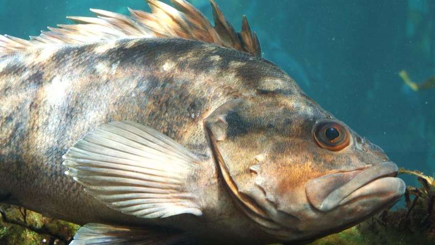 В Малайзии мужчина поймал рыбу весом в 161 кг (ФОТО) В Малайзии мужчина поймал рыбу весом в 161 кг (ФОТО)