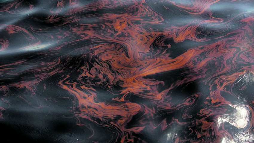 Утечка нефти под Новороссийском уничтожит флору и фауну Черного моря: власть РФ игнорирует катастрофу - Магда