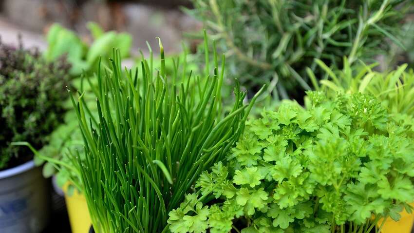 Уникальные свойства петрушки, о которых знают не все Уникальные свойства петрушки, о которых знают не все
