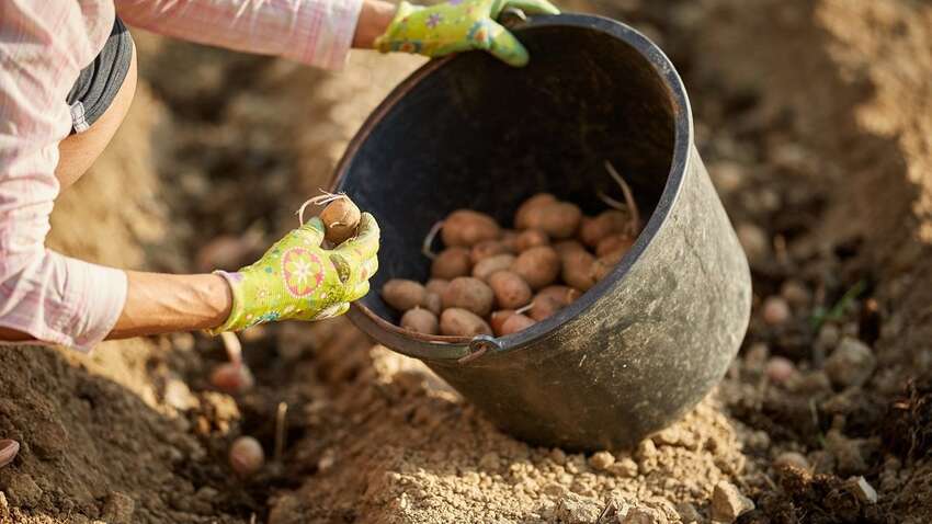 За яких умов краще саджати картоплю