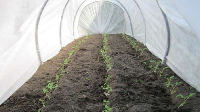 Советы по отличному урожаю: лучшие дни для посева в апреле 2026 года 