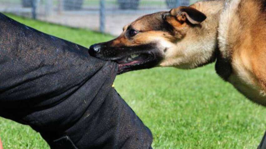 В Днепре из-за нападения собаки ребенку ампутировали ногу: что будет владелице животного В Днепре из-за нападения собаки ребенку ампутировали ногу: что будет владелице животного