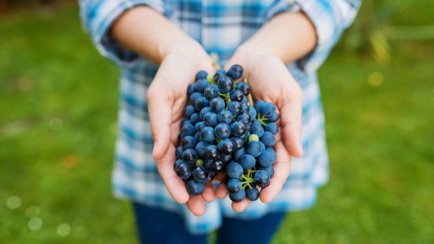 Виявлено нову корисну властивість винограду