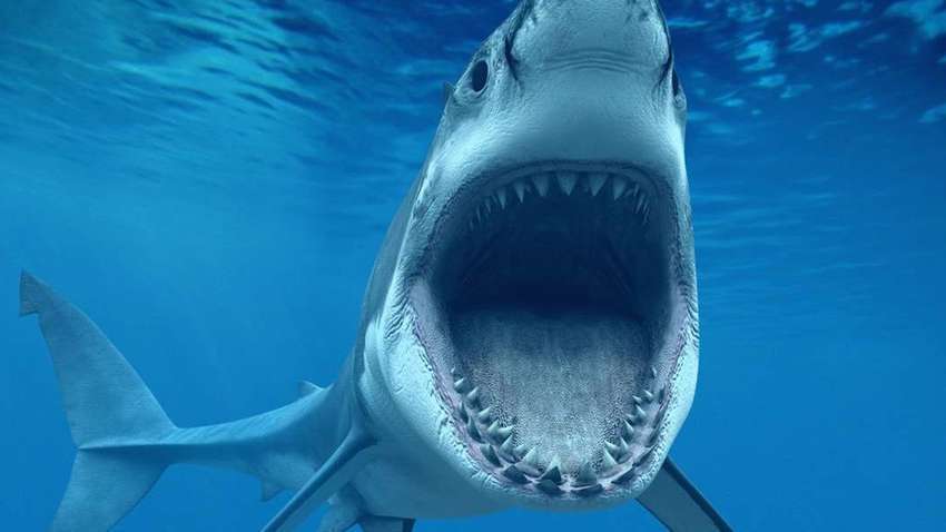 Акула напала на російського туриста на Мальдівах: деталі