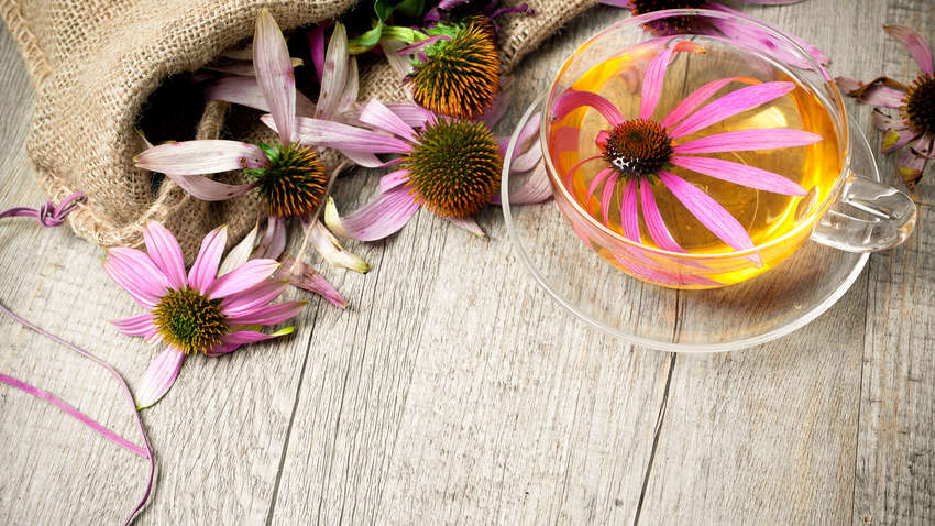 Чому для зміцнення імунітету важливо пити ехінацею Чому для зміцнення імунітету важливо пити ехінацею