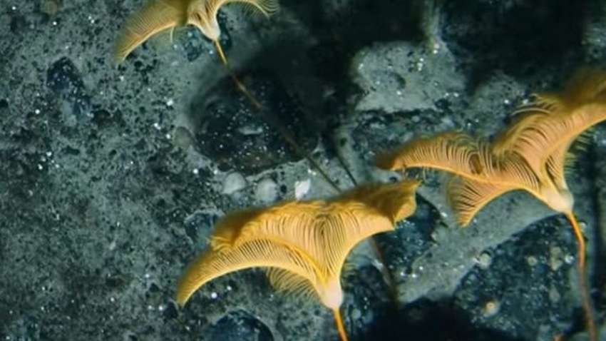 Во льдах Антарктиды обнаружили неизвестных науке существ Во льдах Антарктиды обнаружили неизвестных науке существ