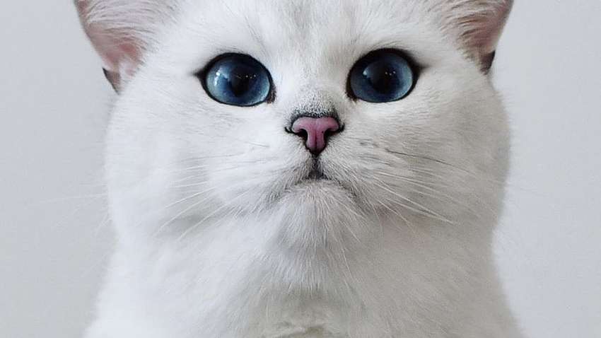 Нелогичные поступки кошек, которые заставят вас смеяться (Фото)