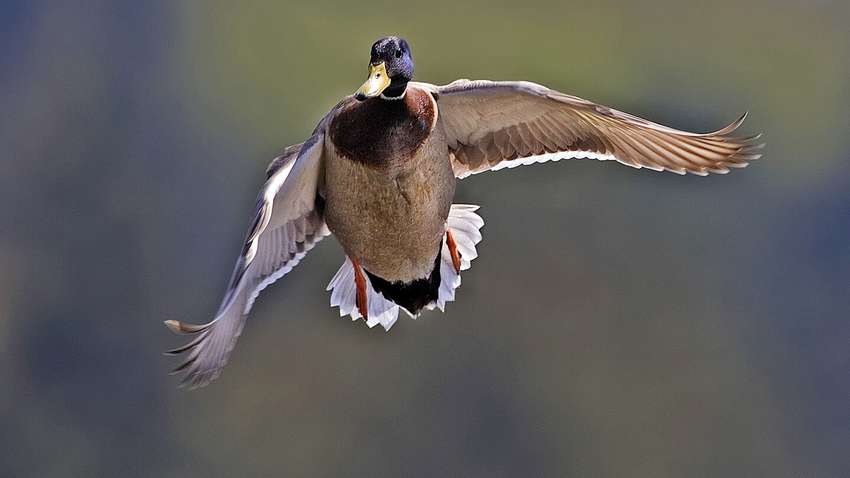 У Франції спалах нового вірусу: чи варто боятись У Франції спалах нового вірусу: чи варто боятись