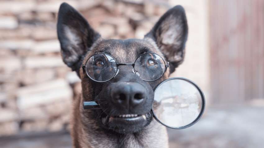 Названо найрозумнішу породу собак в світі. Хто потрапив до топ 3 Названо найрозумнішу породу собак в світі. Хто потрапив до топ 3