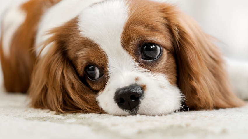 Кинологи назвали лучшие породы собак для семей с детьми