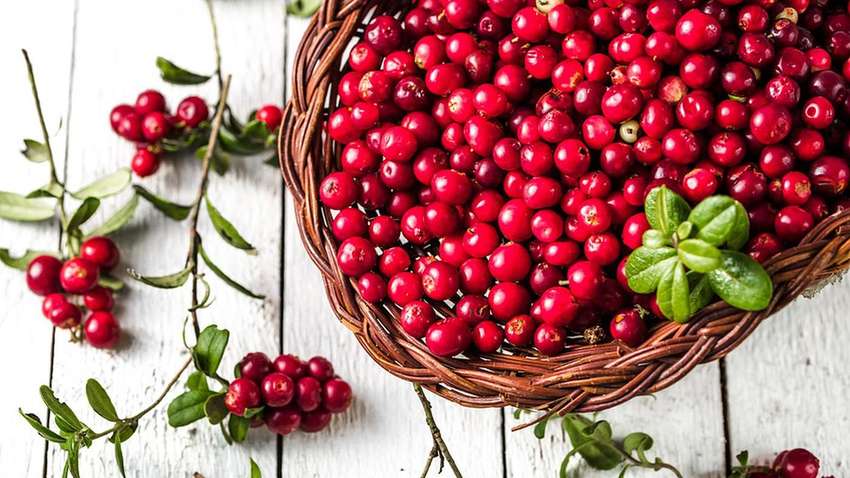 Клюква и ее воздействие на организм человека