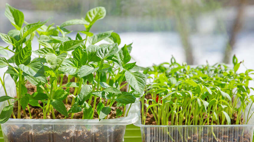 Городники в шоці: ось у чому насправді треба замочувати насіння, щоб урожай побив усі рекорди