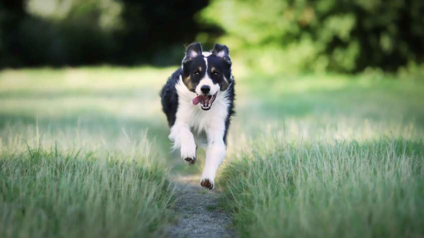 Собаки, які можуть неприємно здивувати: породи з проблемними характеристиками Собаки, які можуть неприємно здивувати: породи з проблемними характеристиками