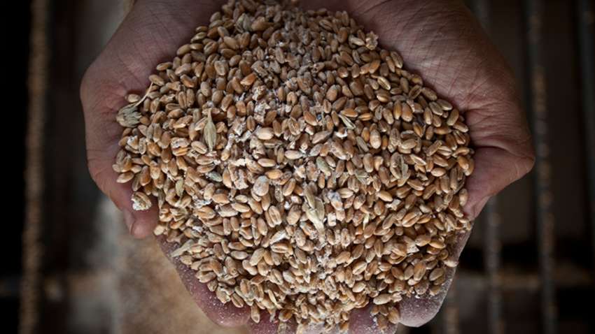 Окупанти вкрали 300 тонн зерна із Запорізької області: подробиці