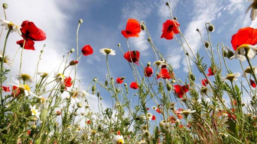 Яке церковне свято 12 липня: для кого у цей день існують суворі заборони Яке церковне свято 12 липня: для кого у цей день існують суворі заборони