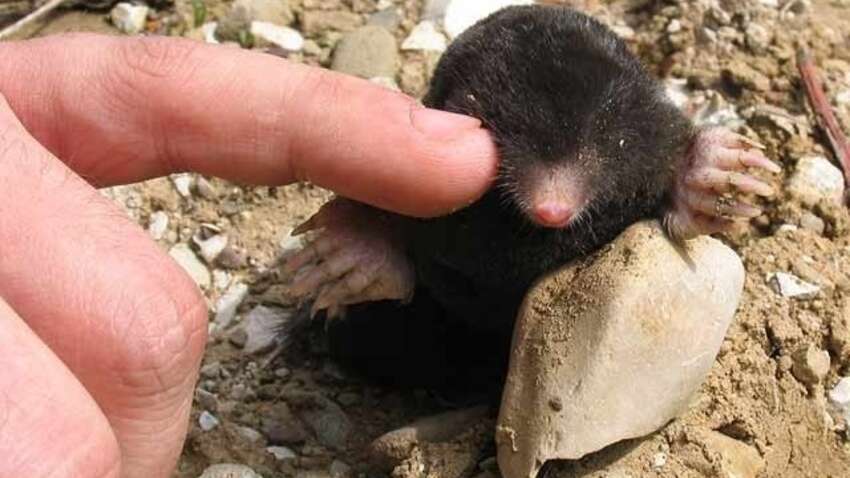 Кроты исчезнут за ночь: агрономы раскрыли простой гуманный метод без яда и ловушек