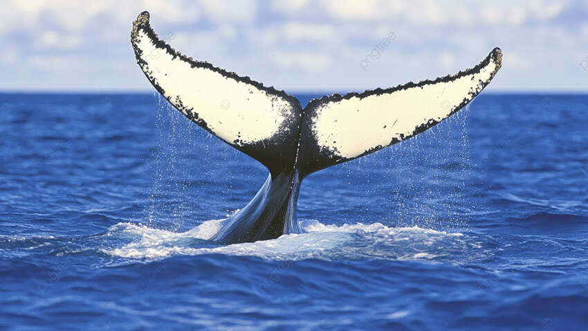 Ученые пять лет слышали в глубинах океана странный голос и наконец выяснили, чей он Ученые пять лет слышали в глубинах океана странный голос и наконец выяснили, чей он