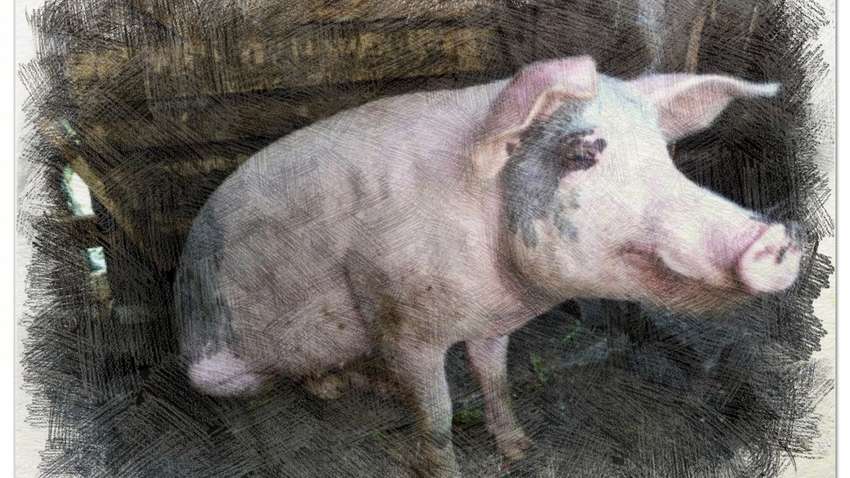 У Китаї знайшли новий вірус, який може обернутися пандемією - The Guardian У Китаї знайшли новий вірус, який може обернутися пандемією - The Guardian