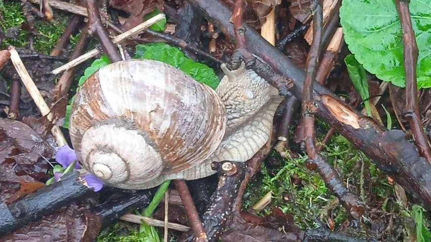 Чорнобильський заповідник: там мешкає сліпа істота, у якої зубів більше, аніж в акули Чорнобильський заповідник: там мешкає сліпа істота, у якої зубів більше, аніж в акули