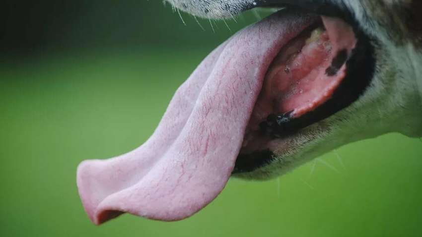 Їдять один одного: в домі загиблого хлопчика в Черкасах з голоду помирають собаки(ВІДЕО) Їдять один одного: в домі загиблого хлопчика в Черкасах з голоду помирають собаки(ВІДЕО)