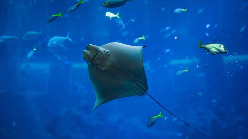 Топ-5 невероятных фактов о рыбе