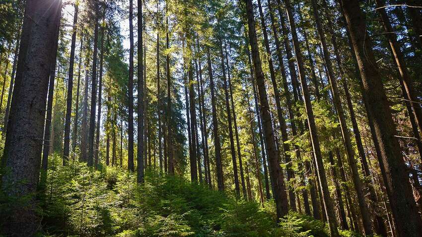 Європейські ліси під загрозою: вчені попереджають про катастрофічні наслідки