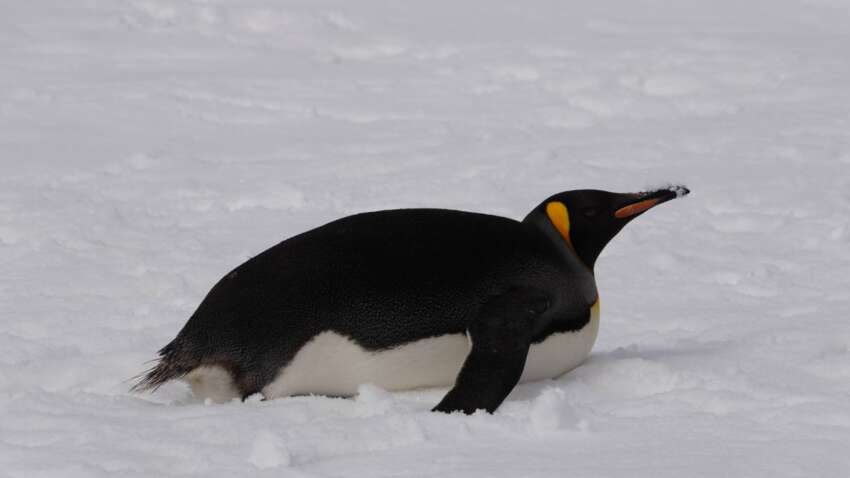 В Антарктиде у станции "Академик Вернадский" заметили необычного гостя (ФОТО)