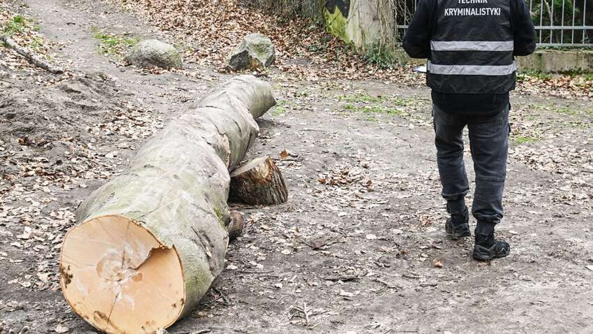 Отец рубил дерево, когда ветвь упала на его сына: что случилось с ребенком