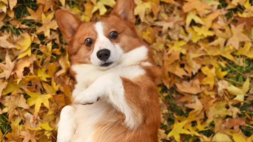 Названы болезни, которые можно "подхватить" от домашних животных