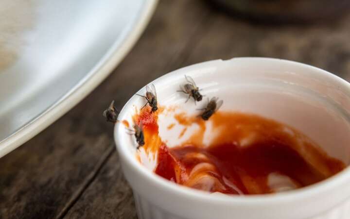 Дві спеції, які відлякують мух у будинку Дві спеції, які відлякують мух у будинку