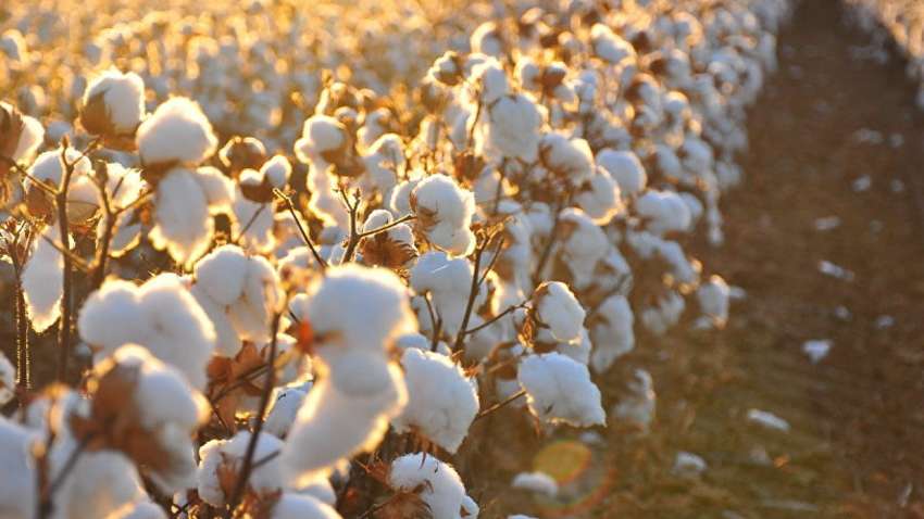 Космічна бавовна: американці хочуть облаштувати плантації в космосі