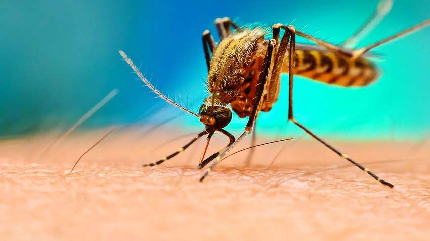 Паразит шевелится под кожей: у трех человек в Укрини нашли редкую болезнь Паразит шевелится под кожей: у трех человек в Укрини нашли редкую болезнь