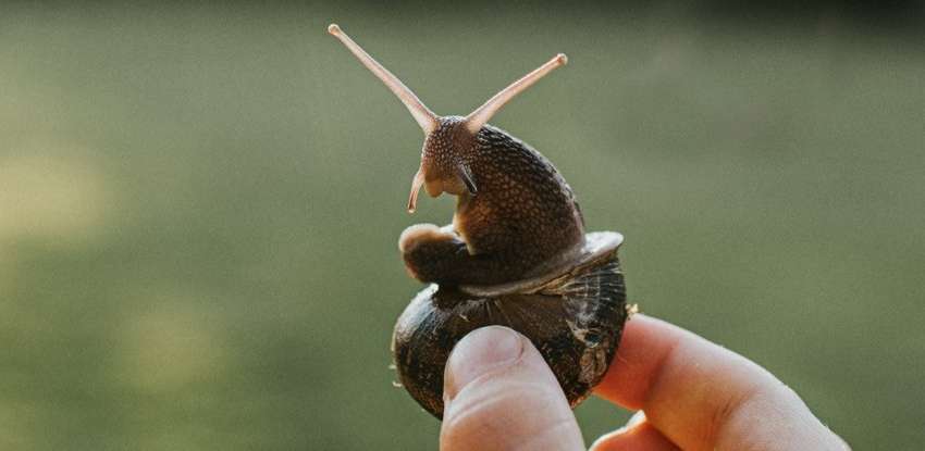 На Земле уже началось шестое массовое вымирание – ученые сообщили признаки