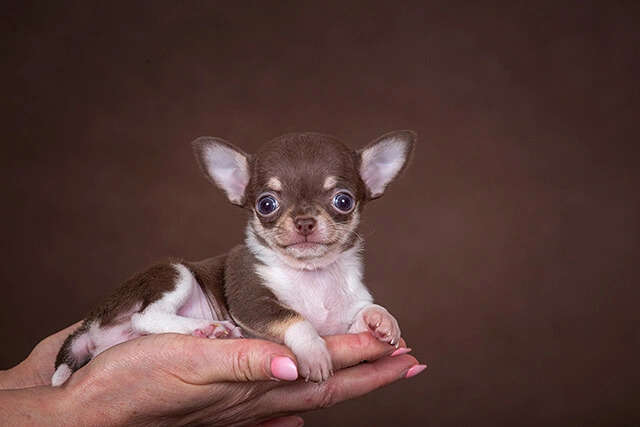 ТОП-5 пород собак, идеально подходящих для жизни в квартире ТОП-5 пород собак, идеально подходящих для жизни в квартире