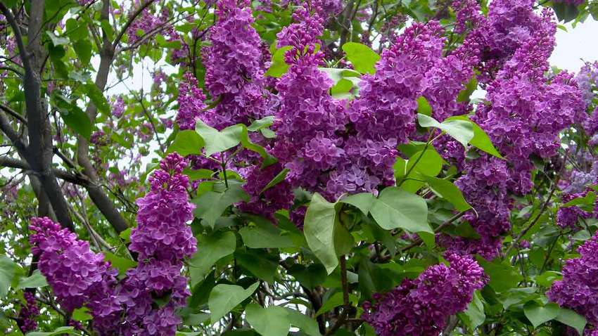 Прогноз погоды на 9 мая: в каких регионах сегодня будет теплее всего