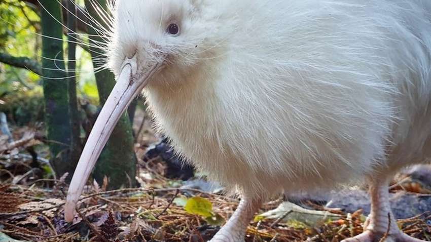«Ее будет очень не хватать»: мир потерял уникальную птицу «Ее будет очень не хватать»: мир потерял уникальную птицу