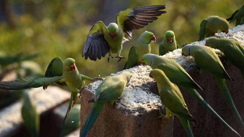 "Подсели" на опиум: поля Индии атаковали наркозависимые попугаи 