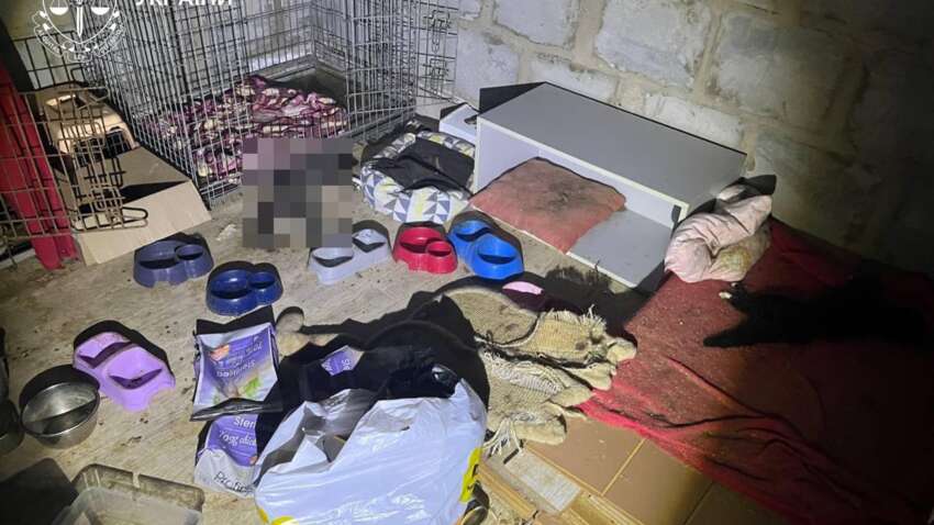 Моторошна трагедія на Київщині: гибель десятків тварин