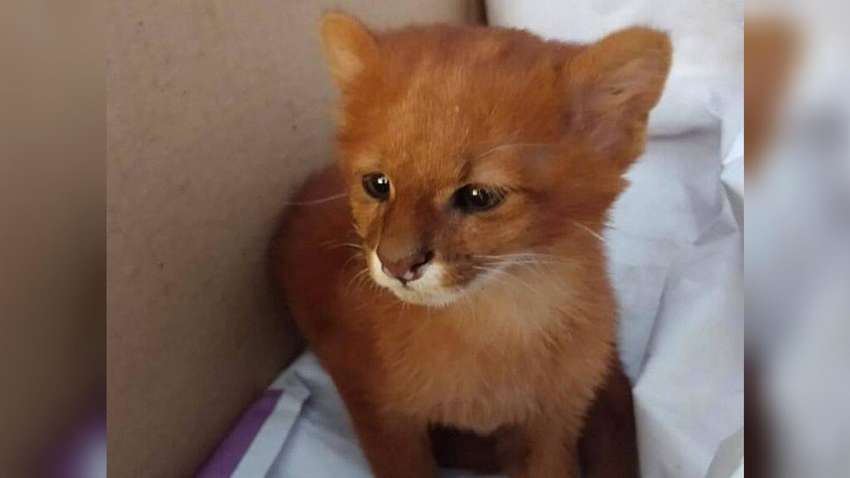 В Аргентині жінка прихистила кошеня, яке виявилося дитинчам дикої пуми