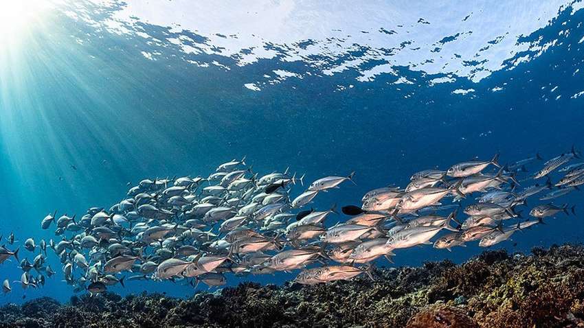 Страны договорились об использовании Мирового океана Страны договорились об использовании Мирового океана