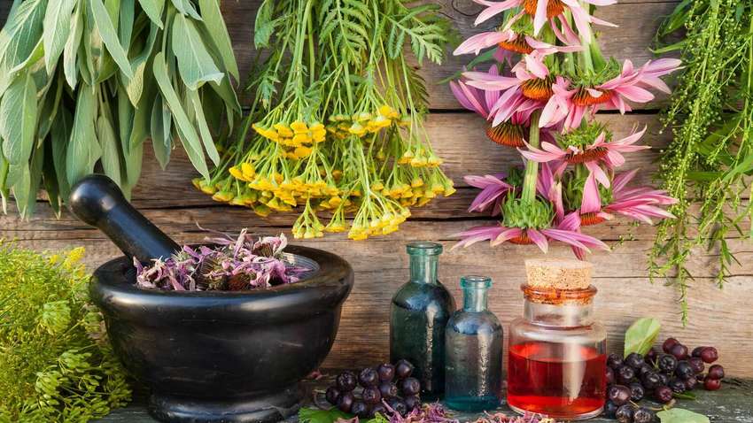 Лечебные травы, которые помогут снять боль в горле