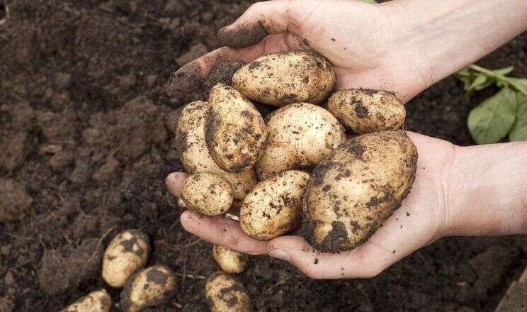 Ця країна врятувала Росію і Білорусь від картопляного голоду