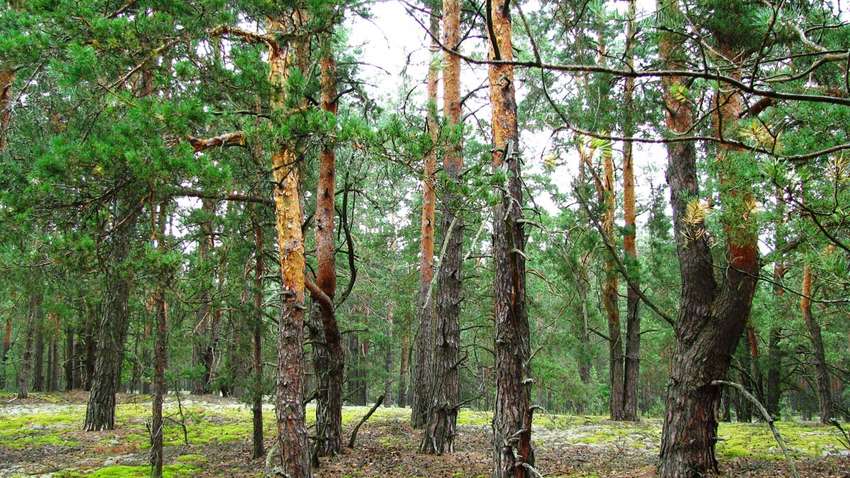 Украинские леса страдают от устаревшего законодательства - эксперт