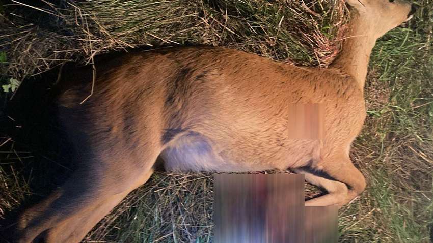 Убили двух косуль: как накажут украинцев