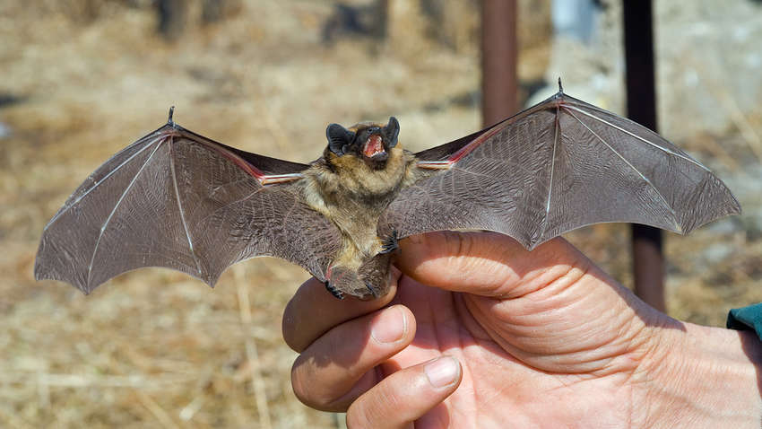 Від кого пішов коронавірус - думка ВООЗ
