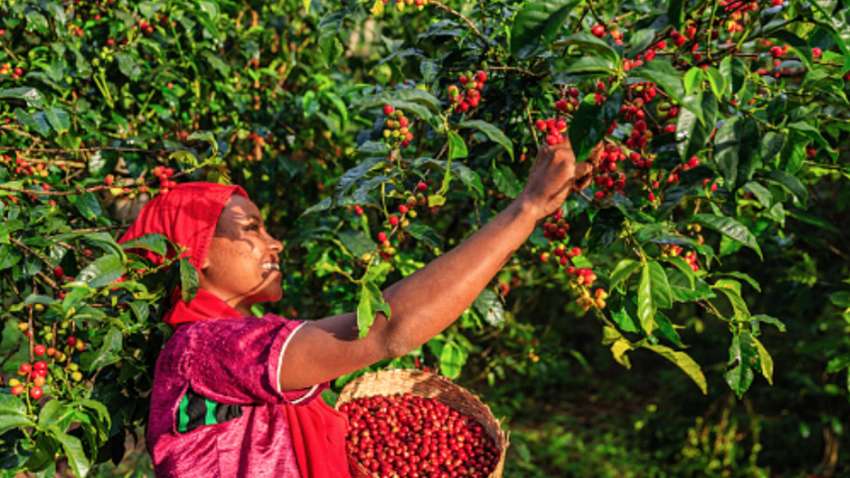 Чому коронавірус може залишити світ без кави, а принцесу Нурі без роботи